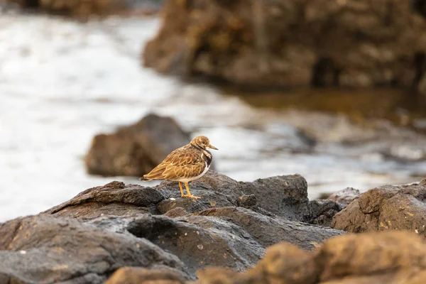 Mise Point Sélective Petit Pluvier Sur Rocher — Photo