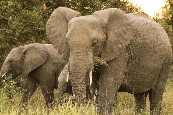 Oční Snímek Afrických Slonů Procházejících Křovím Jihoafrické Rezervaci Zvěře — Stock fotografie