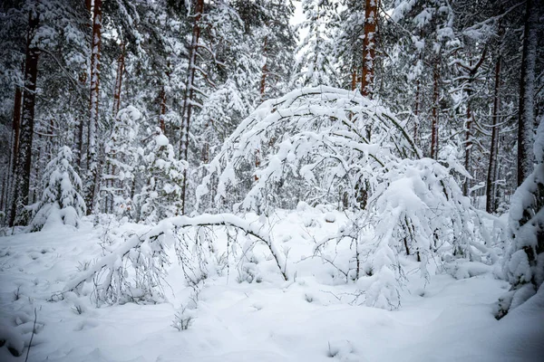 Strzał Pięknego Pokrytego Śniegiem Lasu Bardzo Zimny Piękny Zimowy Dzień — Zdjęcie stockowe