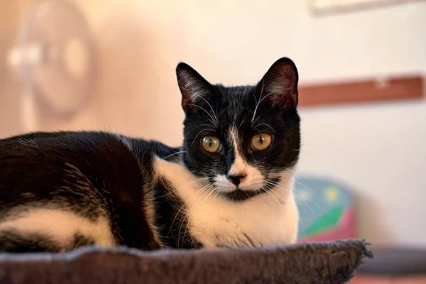 Selective Focus Shot Cute Cat — Stock Photo, Image