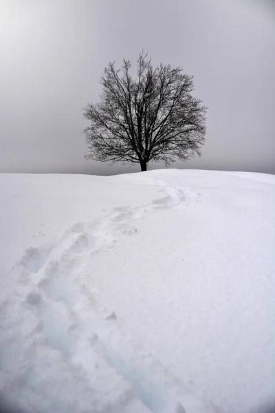 Beau Cliché Seul Arbre Sommet Une Colline Enneigée Concept Solitude — Photo