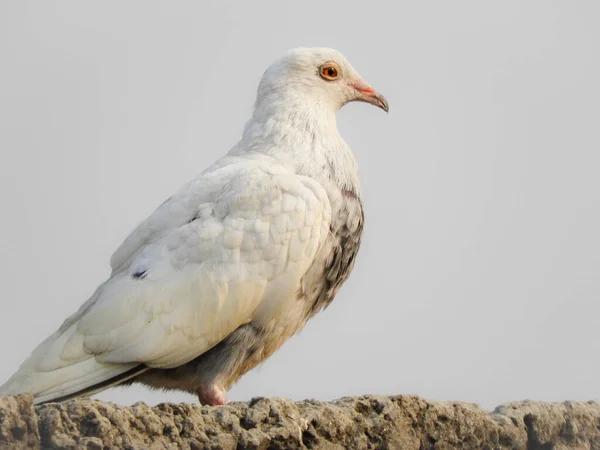 Closeup Shot White Dove Perched Stone — Stock Photo, Image