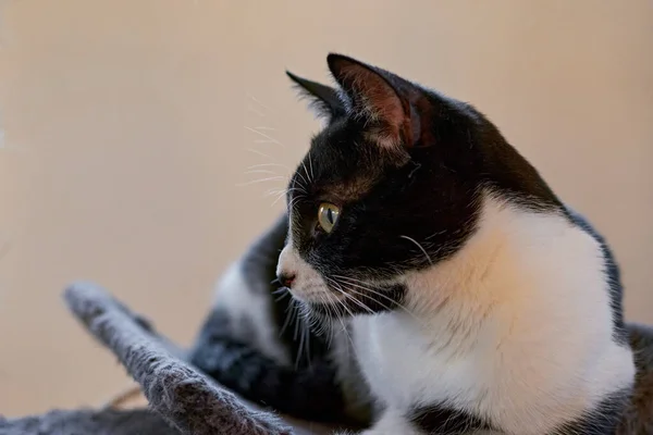 Tiro Seletivo Foco Gato Bonito Biscoito — Fotografia de Stock