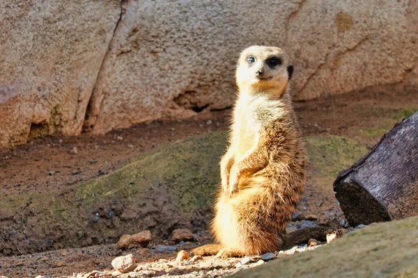 Simpatico Suricato Sorpreso Uno Zoo — Foto Stock