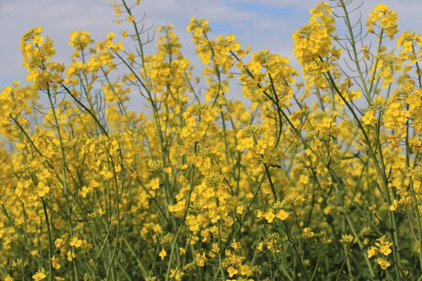 Tiro Close Flores Silvestres Amarelas Campo — Fotografia de Stock