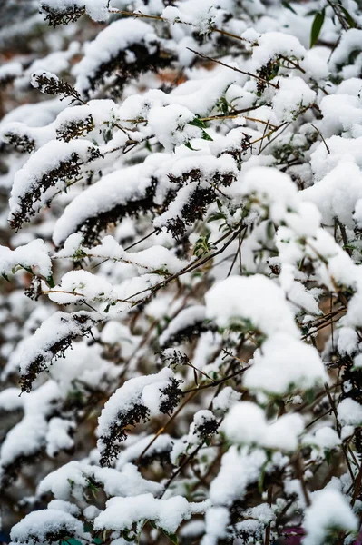 一根被雪覆盖的树枝的垂直拍 — 图库照片