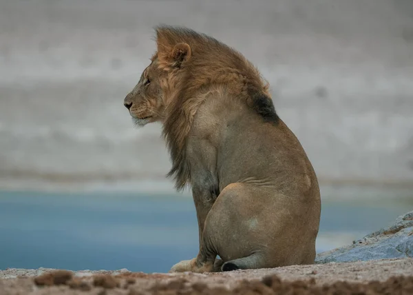 Una Hermosa Toma León Sentado Campo Ventoso —  Fotos de Stock