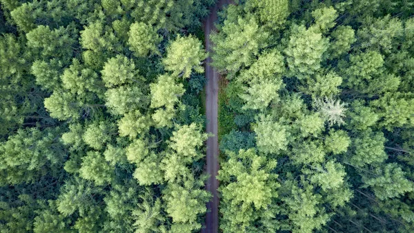 Çam Ormanının Havadan Çekilmiş Bir Fotoğrafı — Stok fotoğraf
