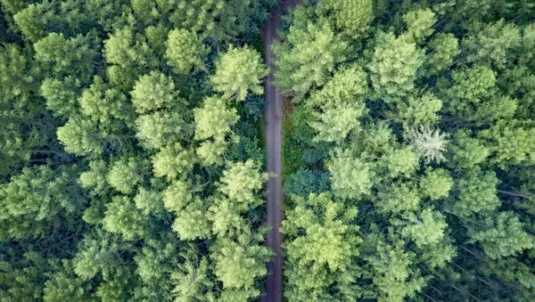 Een Antenne Opname Van Pijnboom Woud — Stockfoto