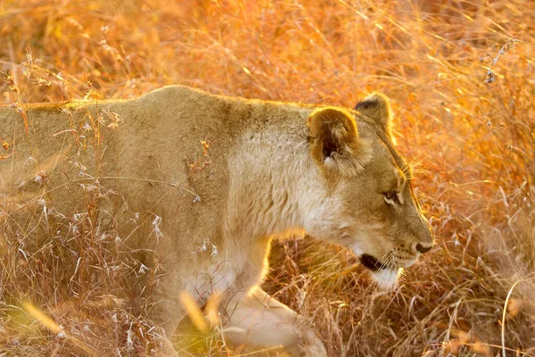 Foyer Peu Profond Une Femelle Lion Marchant Sur Herbe Sèche — Photo