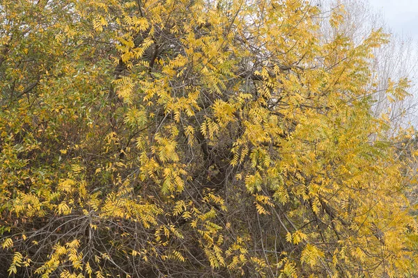 Angle Élevé Feuilles Jaunes Automne Sur Les Branches Des Arbres — Photo