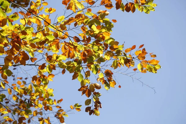 Una Toma Ángulo Bajo Hermosas Hojas Coloridas Otoño —  Fotos de Stock