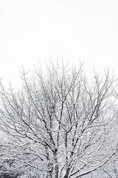 Belo Tiro Galhos Árvores Nevadas — Fotografia de Stock