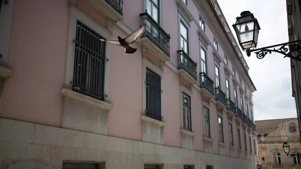 Enfoque Selectivo Una Paloma Volando Una Calle Estrecha Entre Dos — Foto de Stock