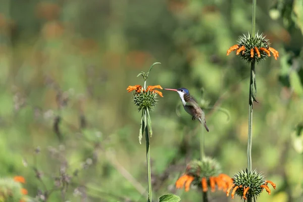 Een Lieflijke Kleine Kolibrie Die Stuifmeel Verzamelt Van Een Wilde — Stockfoto