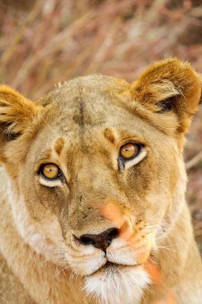 Eine Vertikale Nahaufnahme Einer Einzelnen Löwin Einem Südafrikanischen Wildreservat — Stockfoto