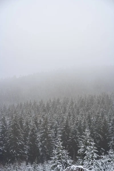 Décor Envoûtant Une Grande Forêt Pleine Sapins Neigeux Par Temps — Photo