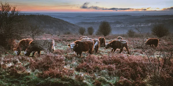 秋の野原で牛の放牧の群れのショット — ストック写真