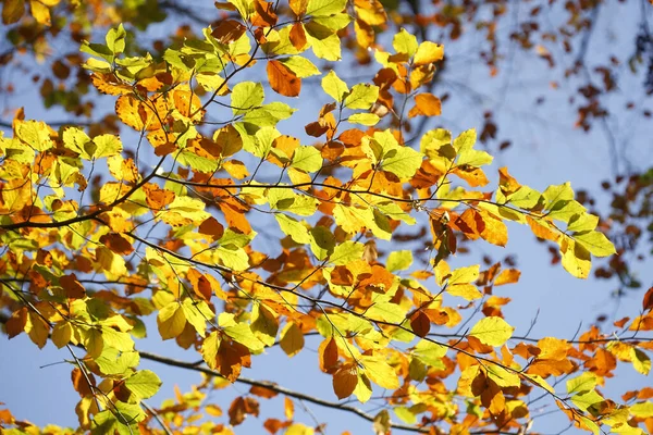 Niski Kąt Ujęcia Pięknych Kolorowych Liści Jesieni — Zdjęcie stockowe