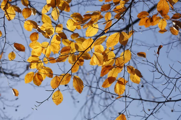 一张美丽的黄色秋天树叶的特写照片 — 图库照片
