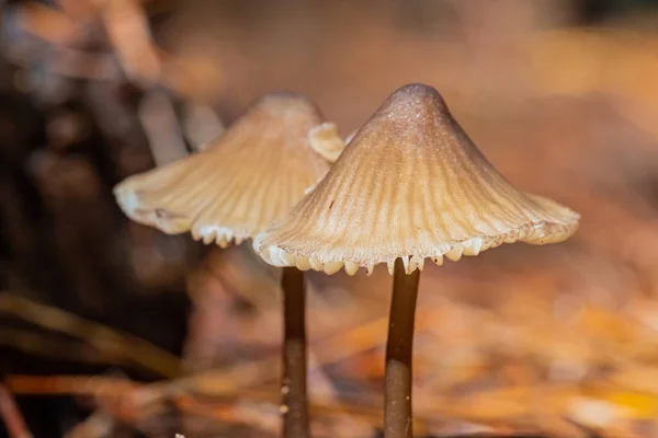 Focus Superficiale Funghi Mycena Crocata — Foto Stock