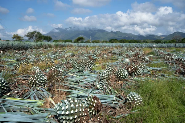 Ein Agave Feld Mit Kulturpflanzen Auf Dem Land — Stockfoto