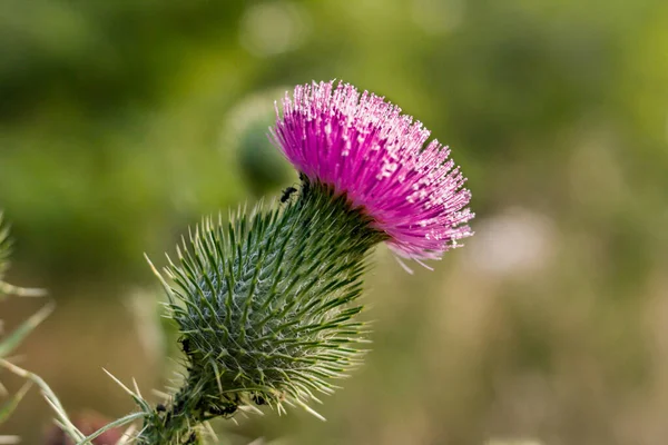 Enfoque Selectivo Una Flor Salvaje Cardo Escocés Sobre Fondo Borroso —  Fotos de Stock