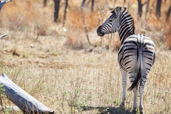 Çayırda Ağaçlarla Kaplı Bir Zebra Güneşin Altında Kurumuş Otlar — Stok fotoğraf