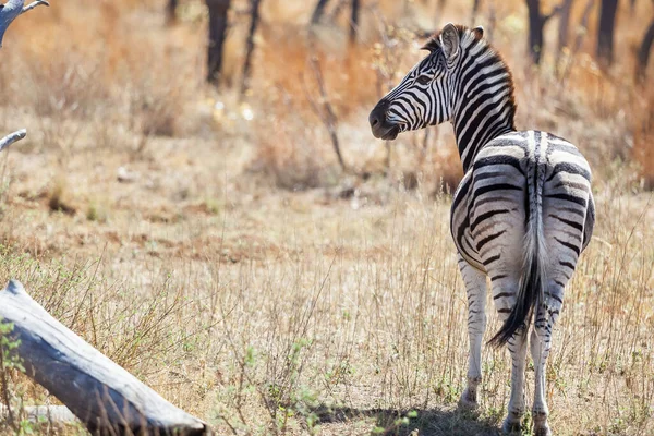 Una Zebra Prato Coperto Alberi Erba Secca Sotto Luce Del — Foto Stock