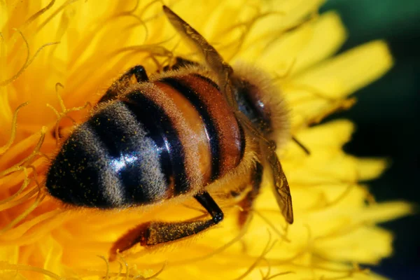 Egy Szelektív Fókusz Felvétel Egy Méhről Egy Virágra — Stock Fotó