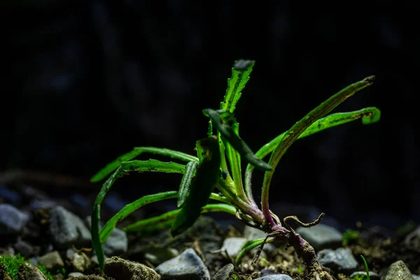 Крупним Планом Знімок Зеленої Рослини Росте Землі Темному Тлі — стокове фото