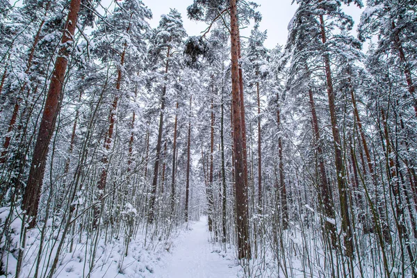 Okouzlující Záběr Zasněženého Lesa Vysokými Stromy Dne Pod Čistou Oblohou — Stock fotografie