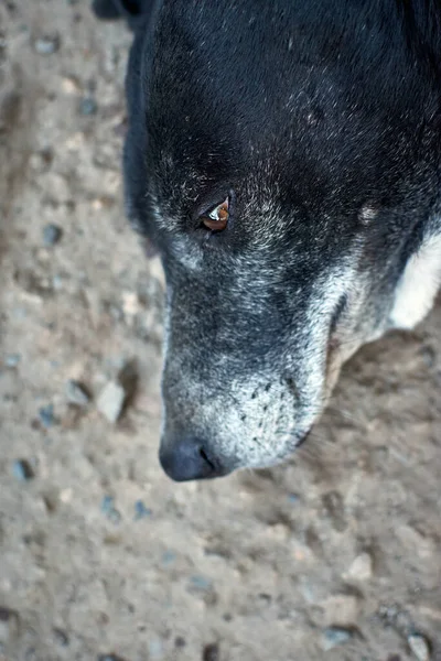 Portrét Roztomilé Míšence Spícího Černého Psa — Stock fotografie