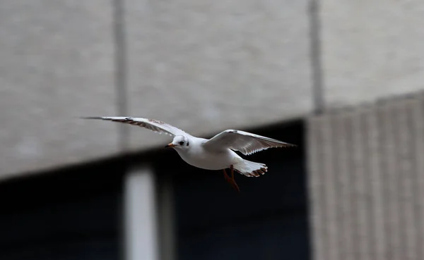 Dec 2020 Soft Focus Black Headed Gull Widespread Wings City — Stock Photo, Image