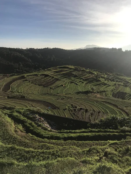 Vertical Shot Green Agricultural Field — Stock Photo, Image