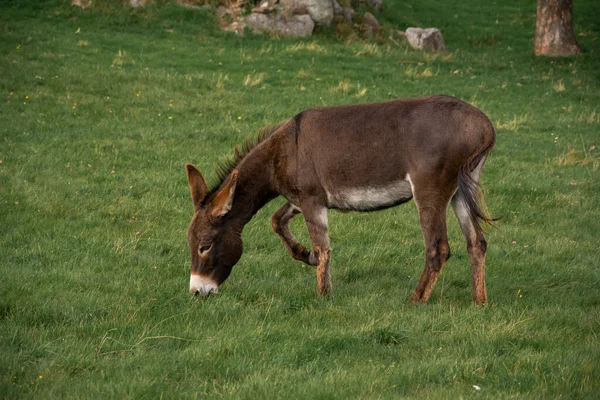 Tiro Foco Seletivo Burro Pastando Gramíneas Verdes — Fotografia de Stock