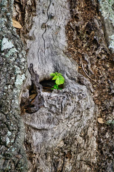 Tiro Vertical Uma Planta Jovem Crescendo Pequeno Buraco Uma Árvore — Fotografia de Stock