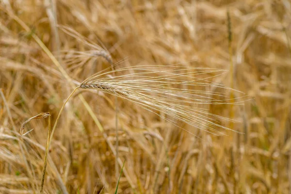 Top View Närbild Vete Sugrör Växer Fältet Solig Dag — Stockfoto