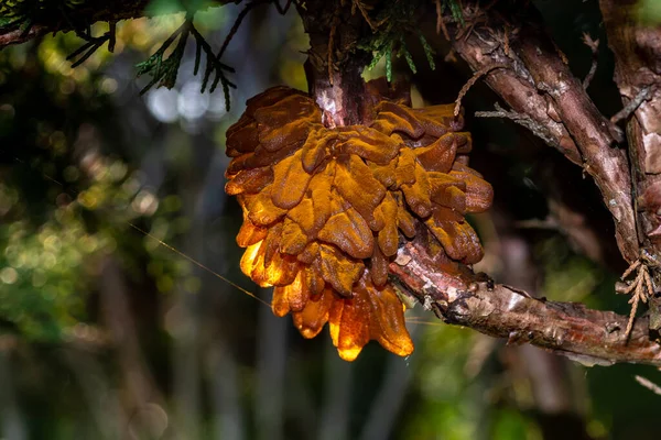 Plan Sélectif Croissance Rouille Genévrier Orange Gélatineux — Photo