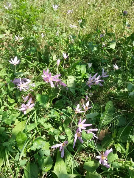 牧草地に咲くクロッカスの花の垂直ショット — ストック写真