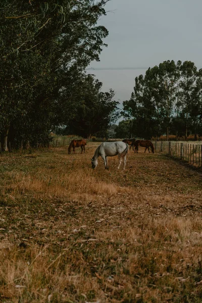 Vertikální Záběr Bílých Hnědých Koní Pasoucích Pastvinách — Stock fotografie