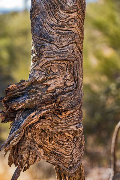 Tiro Vertical Tronco Árvore Com Anéis Incomuns Mcdowell Sonoran Preserve — Fotografia de Stock