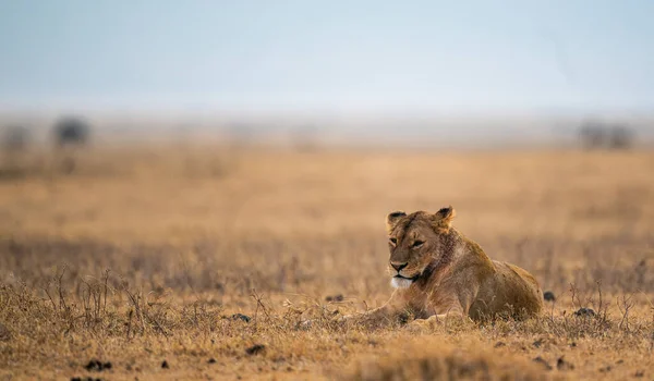 Una Panthera Leo Melanochaita Tendida Suelo Bajo Luz Del Sol —  Fotos de Stock