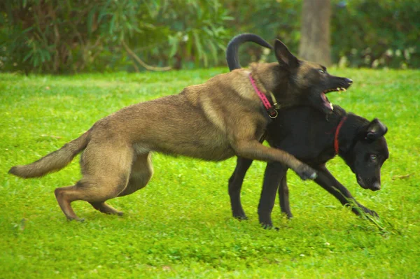 两只凶猛的狗在公园外面打架 — 图库照片