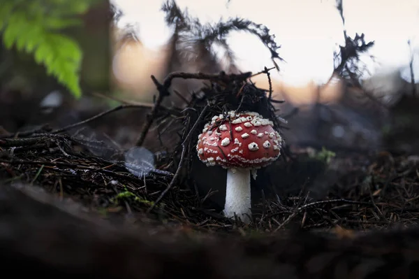 Röd Amanita Muscaria Svamp Odlas Skogen Suddig Bakgrund — Stockfoto