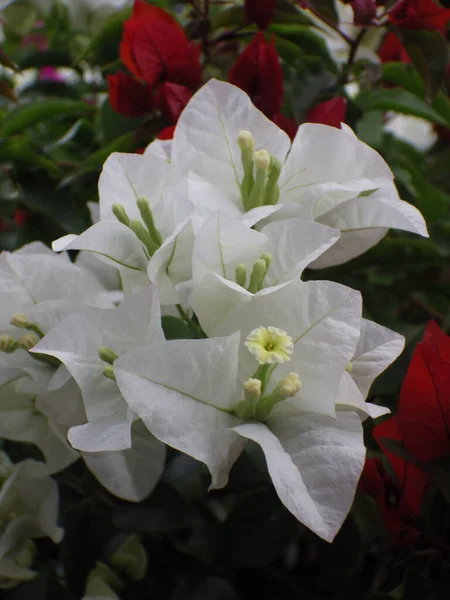 一缕长长的奇异的白色花朵 花瓣稀疏地插在花园里 — 图库照片