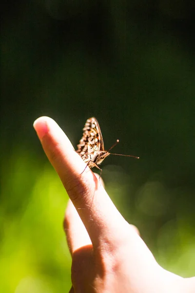 Close Vertical Uma Borboleta Amarela Marrom Dedo Indicador Uma Pessoa — Fotografia de Stock