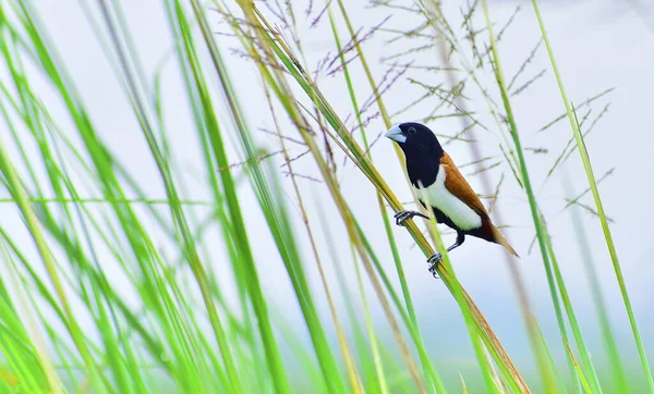 Mise Point Sélective Une Munia Tricolore Perchée Sur Une Tige — Photo