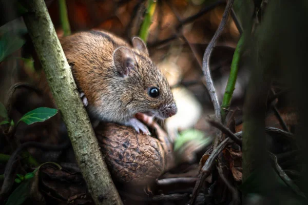 Een Selectieve Focus Shot Van Een Veldmuis Knabbelen Een Noot — Stockfoto