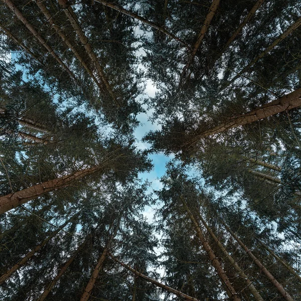 Tiro Baixo Ângulo Pinheiros Uma Floresta Contra Céu Azul Claro — Fotografia de Stock